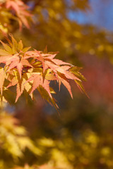 The image of landscape