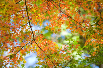 The image of landscape