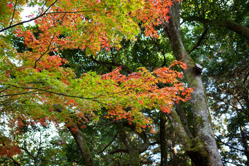 The image of landscape