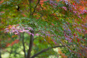 The image of landscape