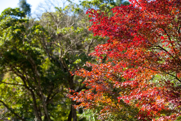 The image of landscape