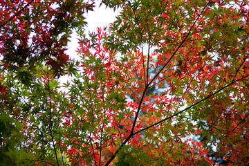 The image of landscape