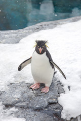 Rockhopper penguin standing on snow