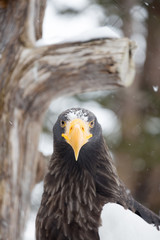 Portrait of an eagle