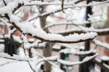 Branch of a tree in hoarfrost