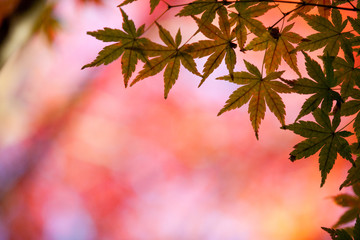 The image of landscape