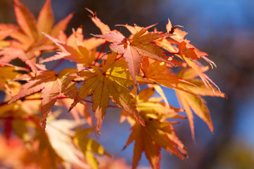 The image of landscape