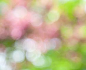 Obraz premium spring blurred background
