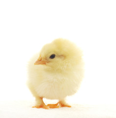 yellow chicken on white background