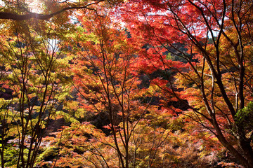 The image of landscape