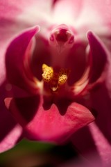 Close-up of centre of pink phalaenopsis orchid