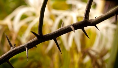 the thorn