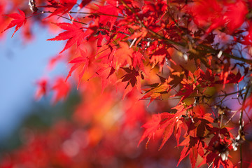 The image of landscape