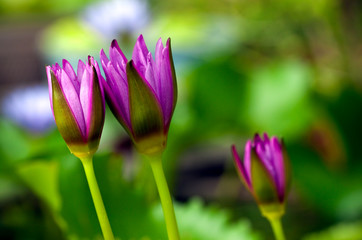 purple water lily