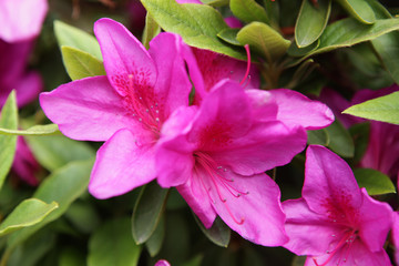 The image of beautiful nature