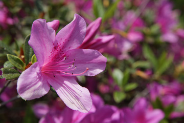 The image of beautiful nature