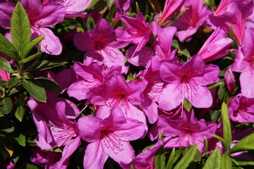 The image of beautiful nature