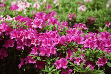 Obraz premium The image of beautiful nature
