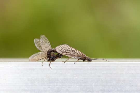 K&ouml;cherfliegen bei der Paarung - Makroaufnahme