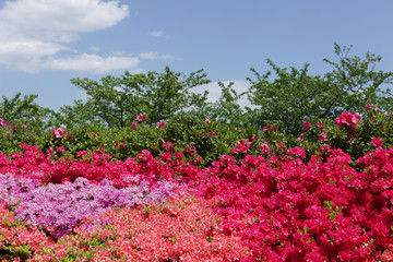 The image of beautiful nature