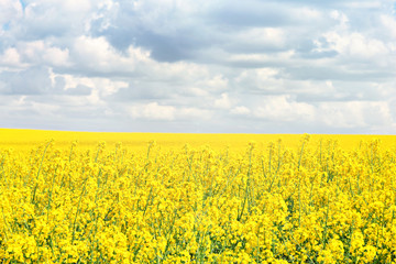 Rape fields