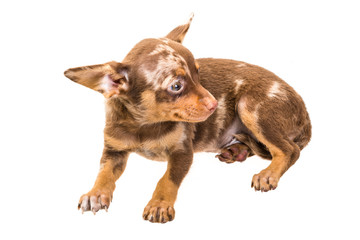 Fototapeta premium Toy terrier