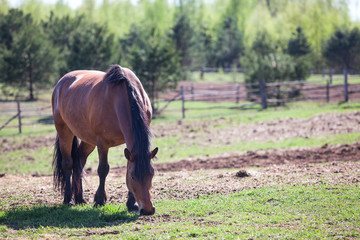 Chestnut horse feeding in pasture, copyspace