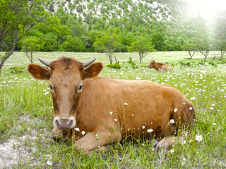cow on meadow