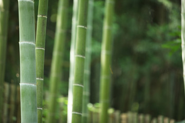 The image of beautiful nature