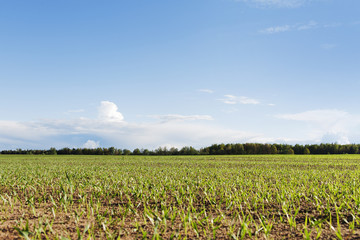 Green wheat field.