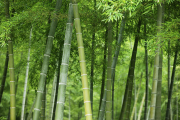 Fototapeta premium The image of beautiful nature