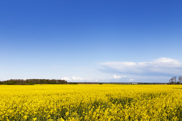 Obraz premium Yellow field.