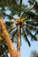 On a tropical island. Philippines.