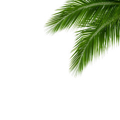 Fototapeta na wymiar leaves of coconut tree isolated on white background