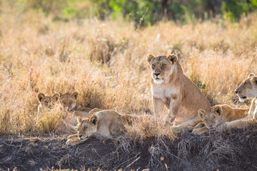 Naklejka na ściany i meble Lioness with her cubs