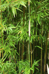 The image of beautiful nature