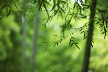 The image of beautiful nature
