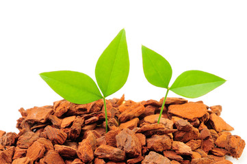 茶色い土と緑の新芽