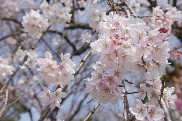 The image of beautiful nature