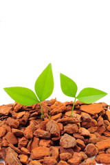 茶色い土と緑の新芽