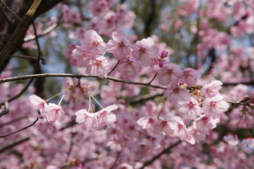 The image of beautiful nature
