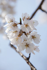 The image of beautiful nature