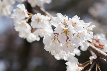 The image of beautiful nature