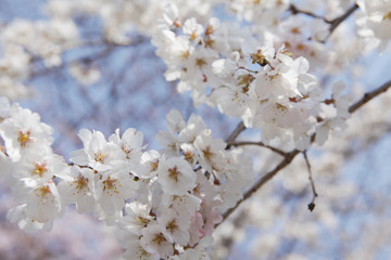 The image of beautiful nature