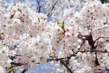 The image of beautiful nature