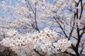 The image of beautiful nature