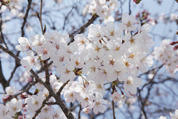 The image of beautiful nature