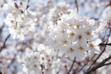 The image of beautiful nature