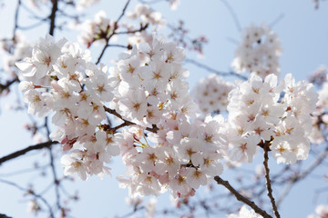 The image of beautiful nature