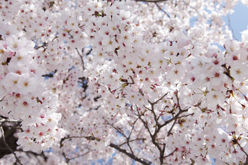 The image of beautiful nature